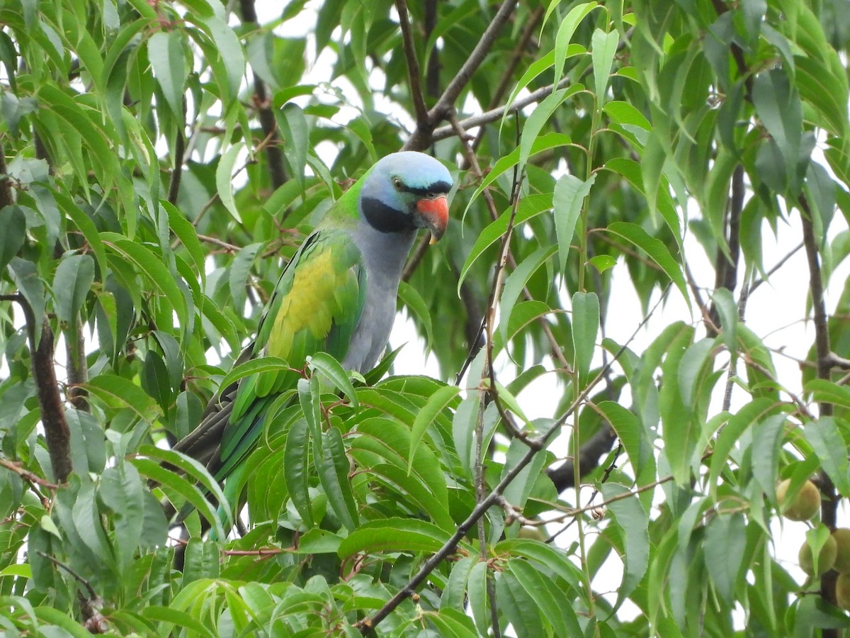 Derbyan Parakeet - ML644013284