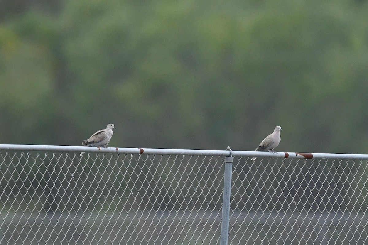 Eurasian Collared-Dove - ML644013285