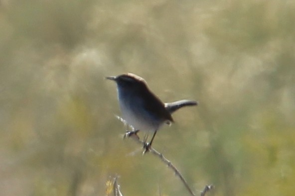 Bewick's Wren - ML644013289
