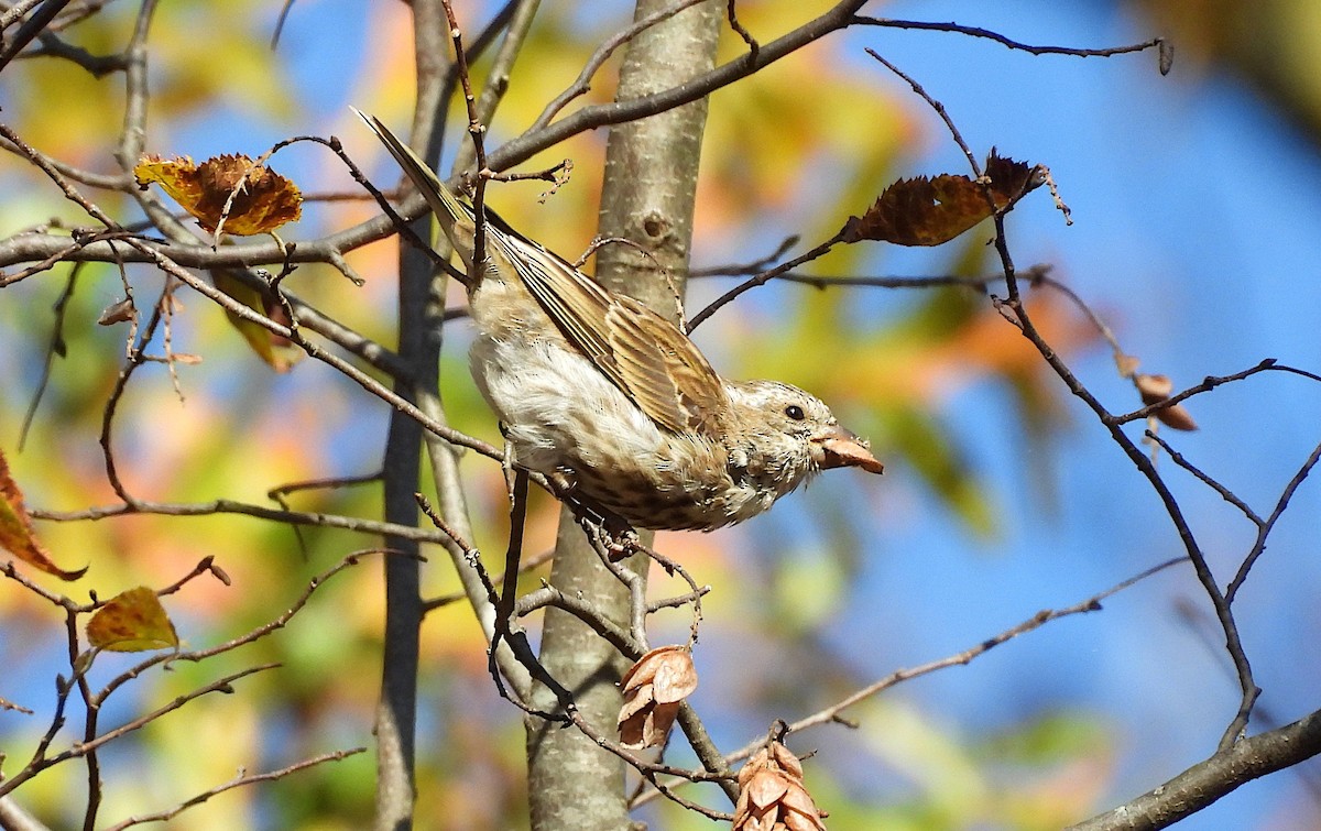 Purple Finch - ML644013292