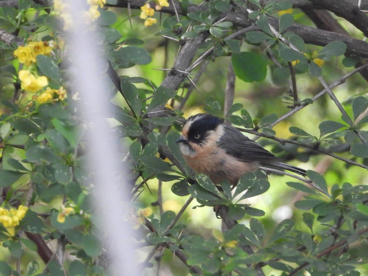Black-browed Tit (Rufous-fronted) - ML644013293