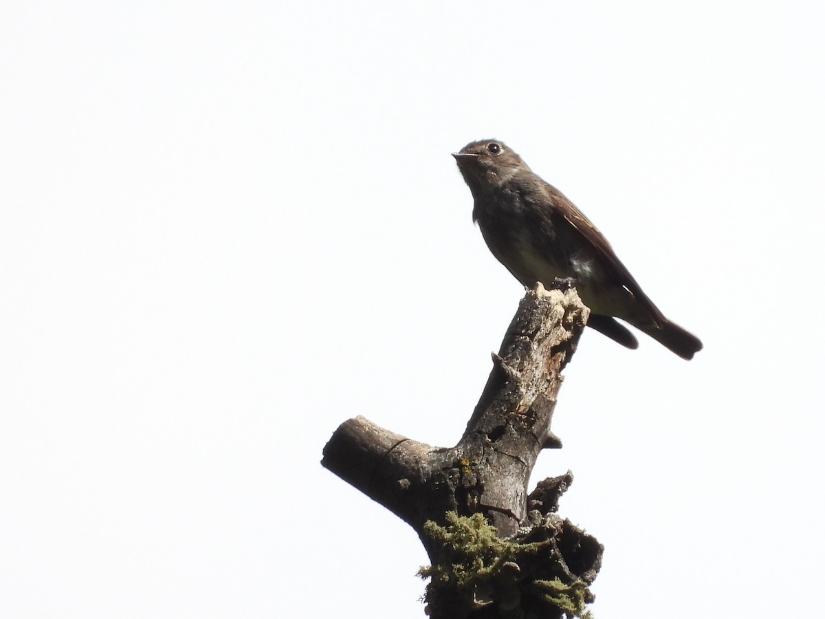 Dark-sided Flycatcher (Himalayan) - ML644013300