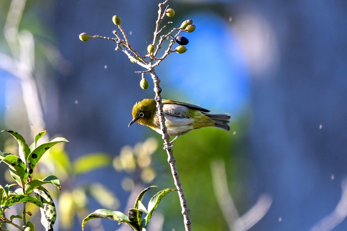 Warbling White-eye - ML644013303