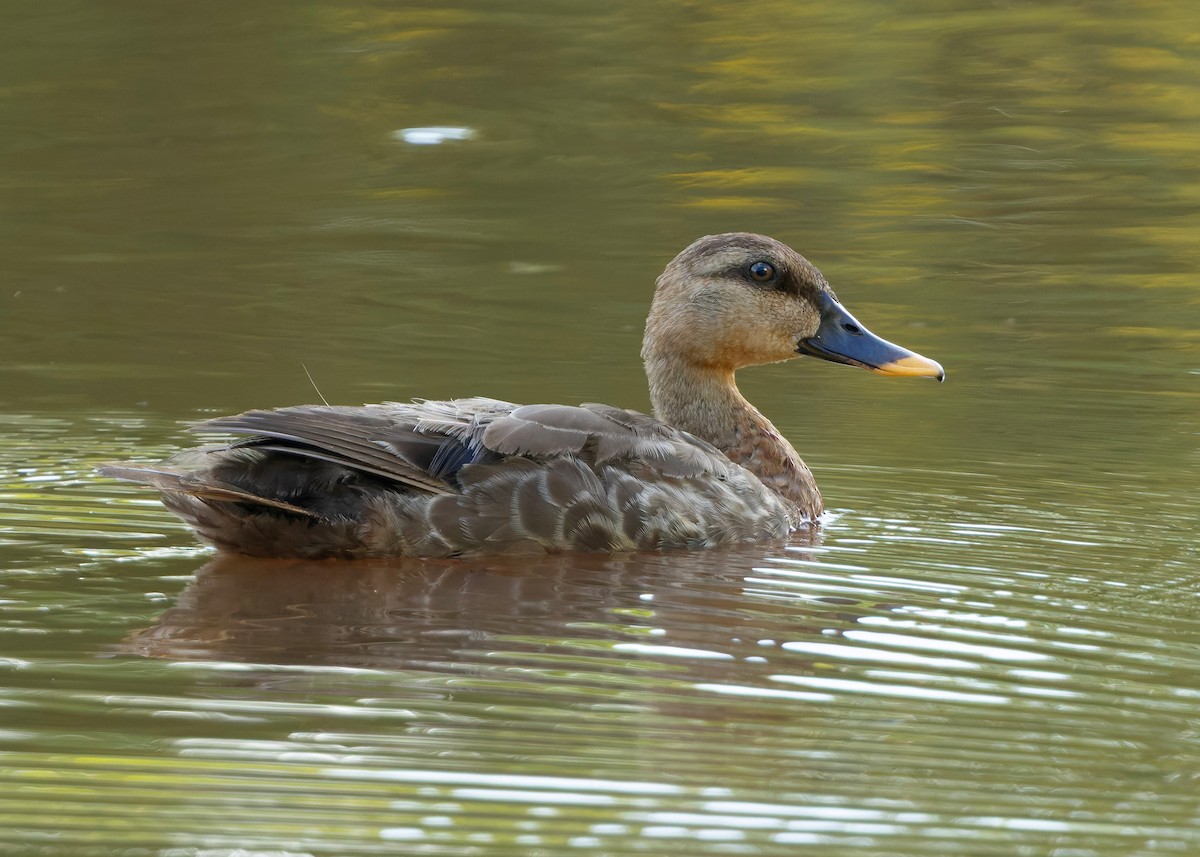 Canard à bec tacheté - ML644013309