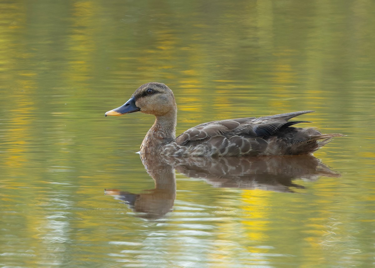 Canard à bec tacheté - ML644013310