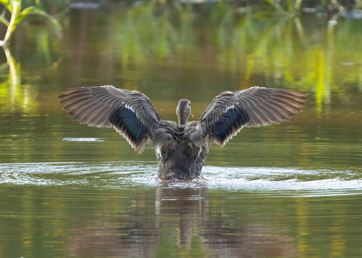 Canard à bec tacheté - ML644013311
