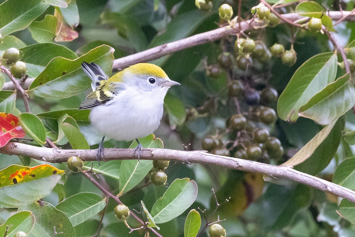 Chestnut-sided Warbler - ML644013317