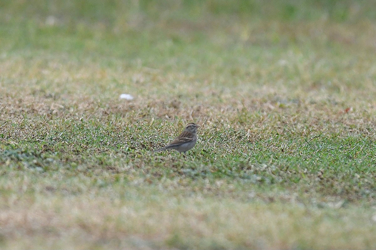Chipping Sparrow - ML644013319