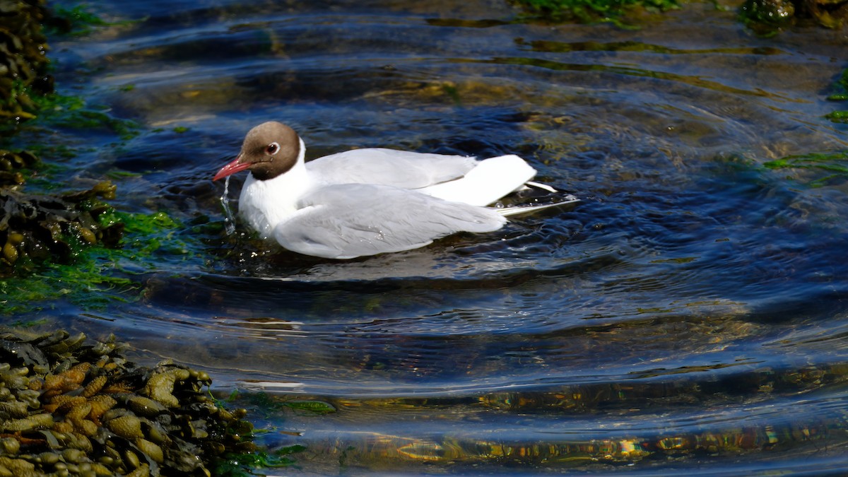 Mouette rieuse - ML644013341