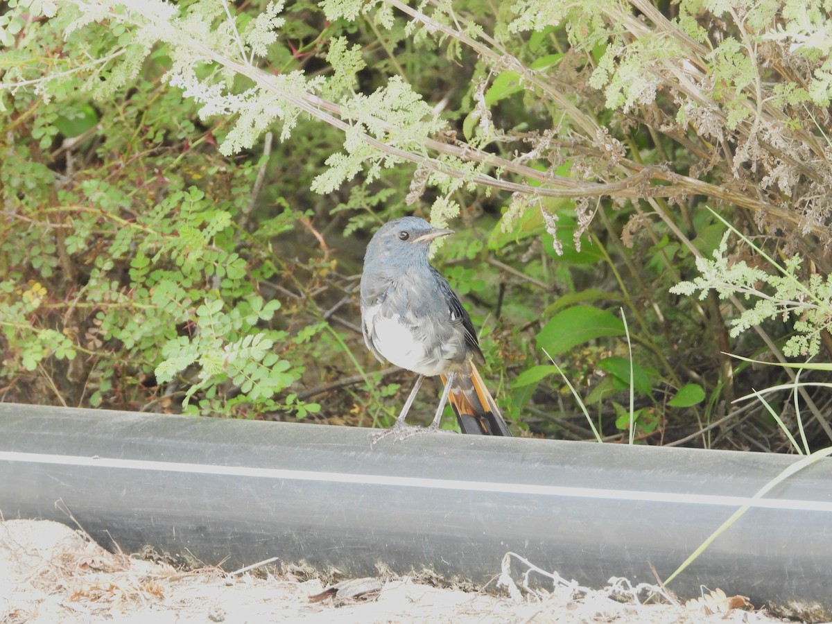 White-bellied Redstart - ML644013342