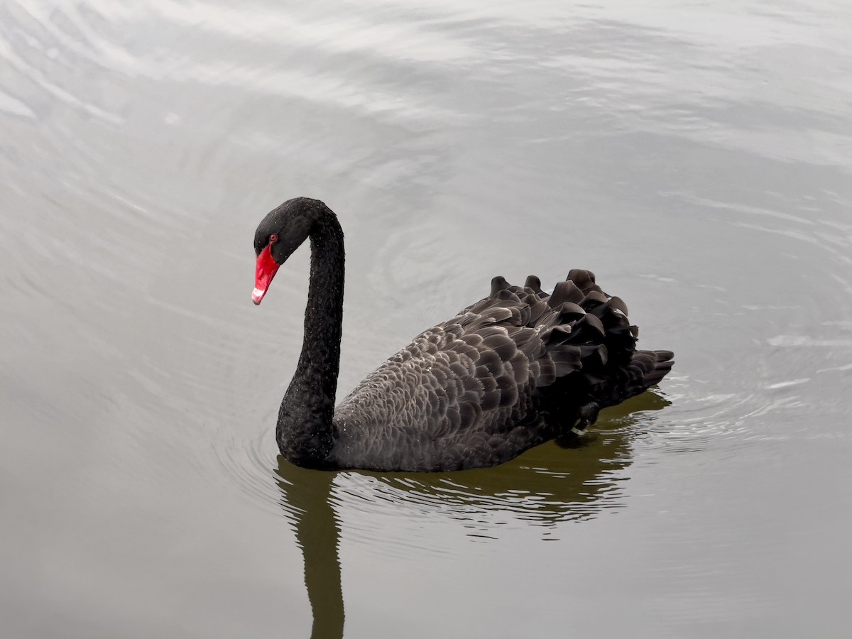 Black Swan - ML644013348