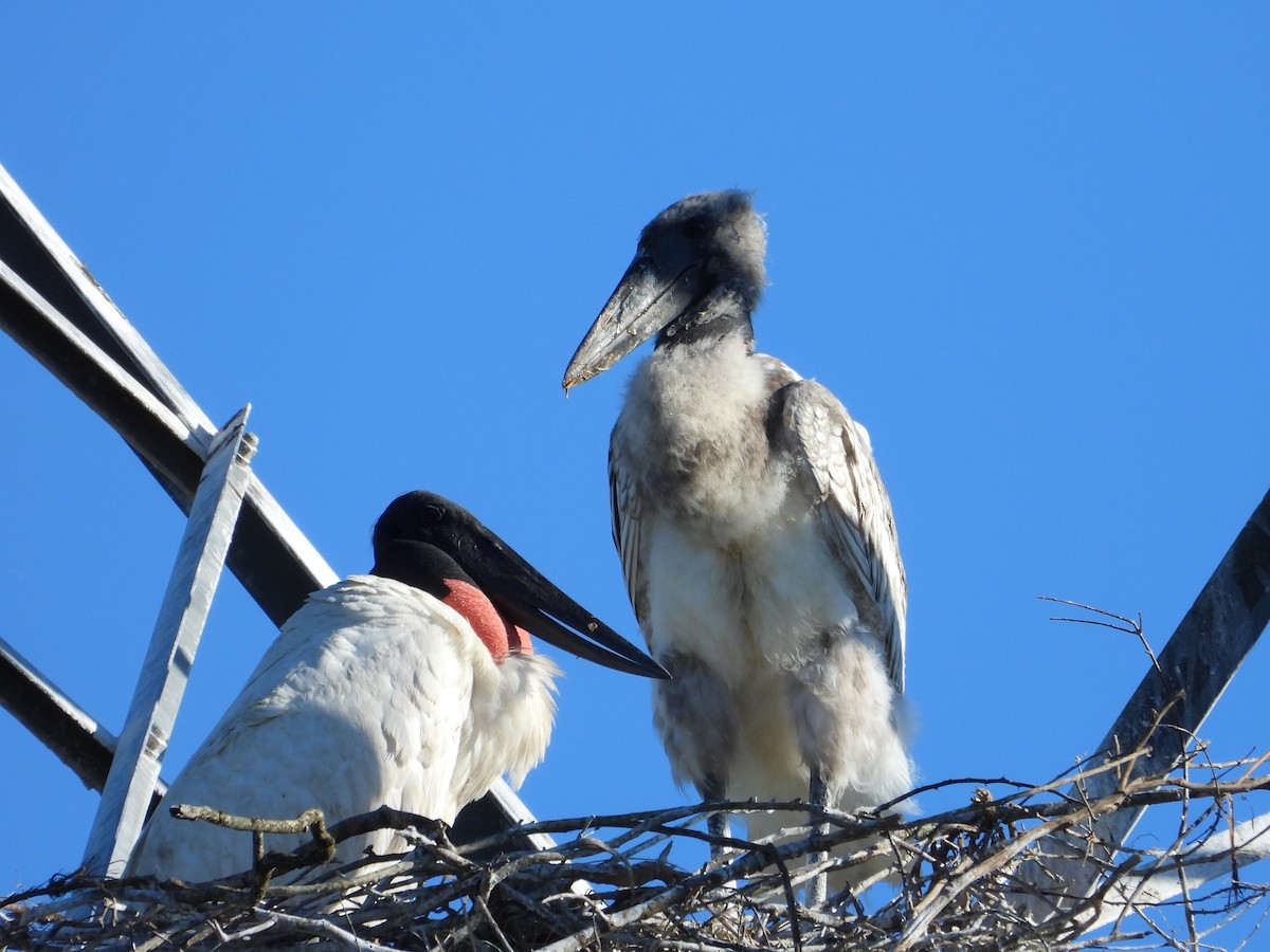 Jabiru - ML644013354
