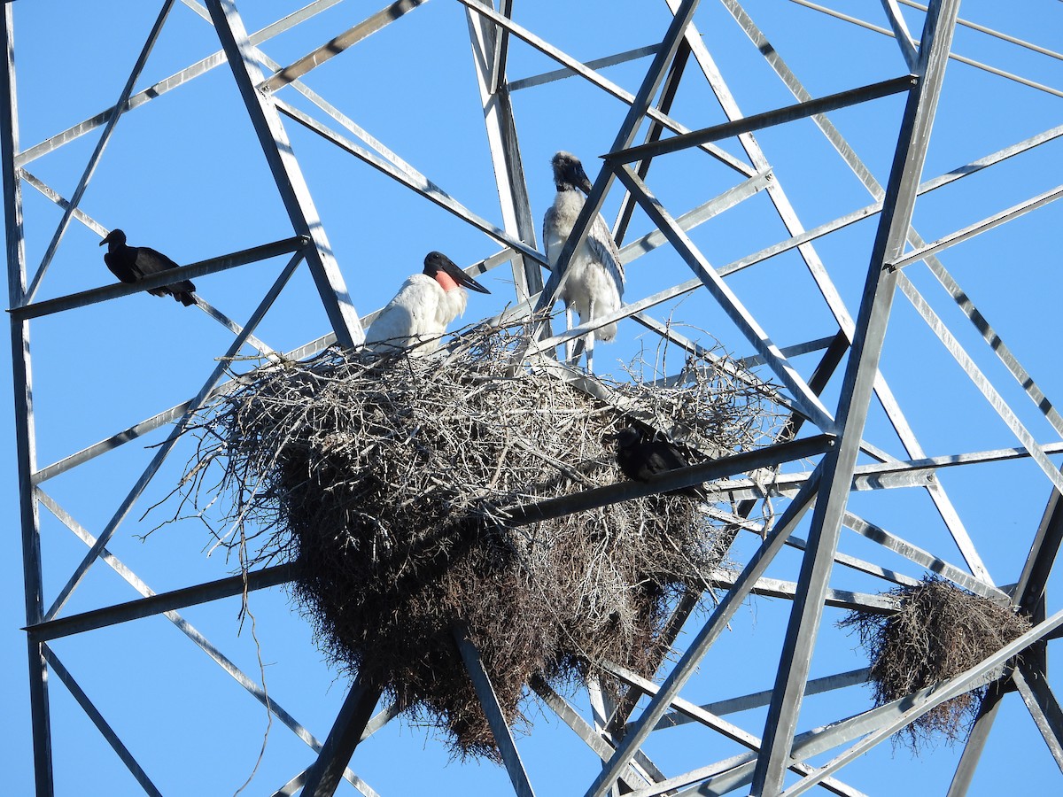 Jabiru - ML644013355