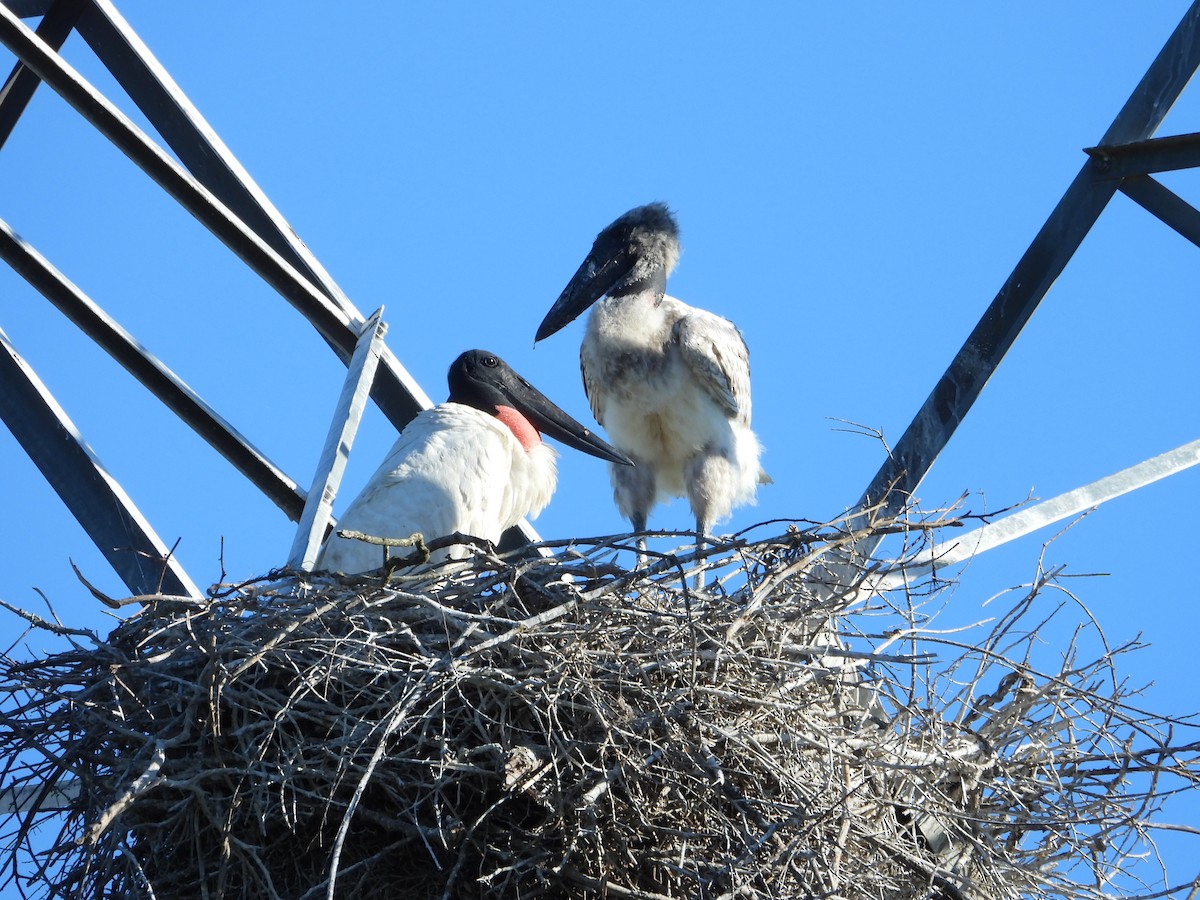 Jabiru - ML644013356