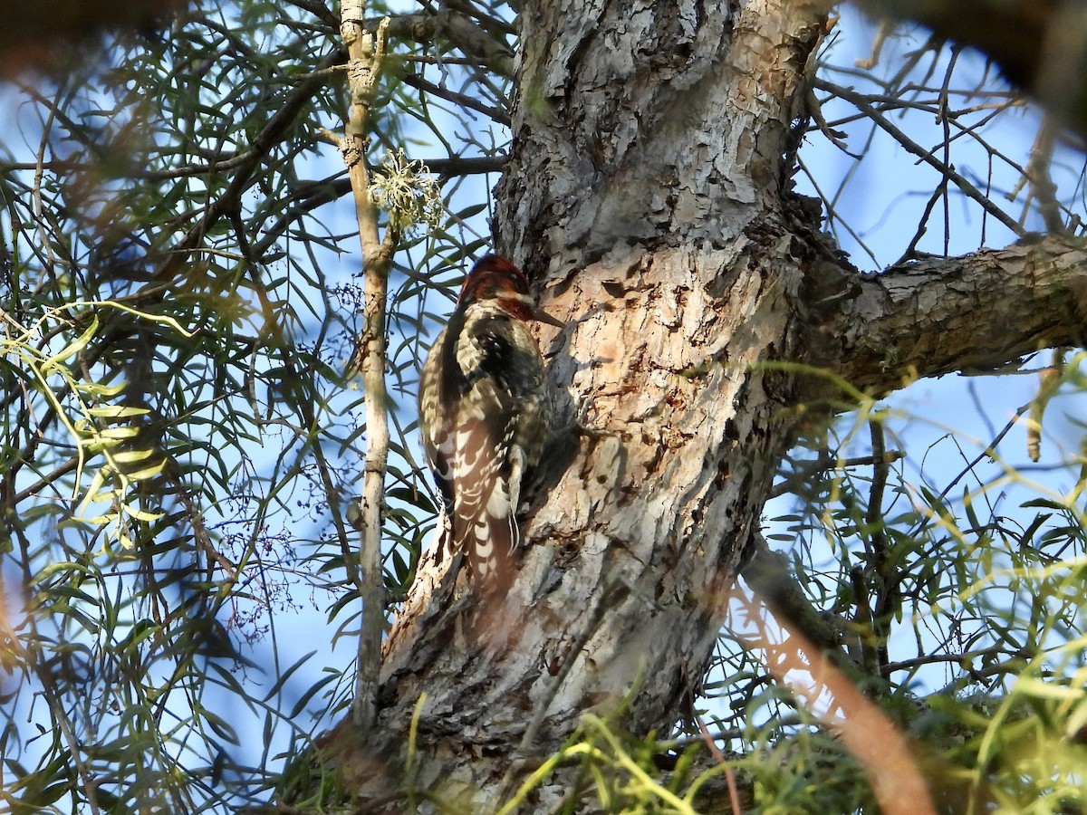 Red-breasted Sapsucker - ML644013357