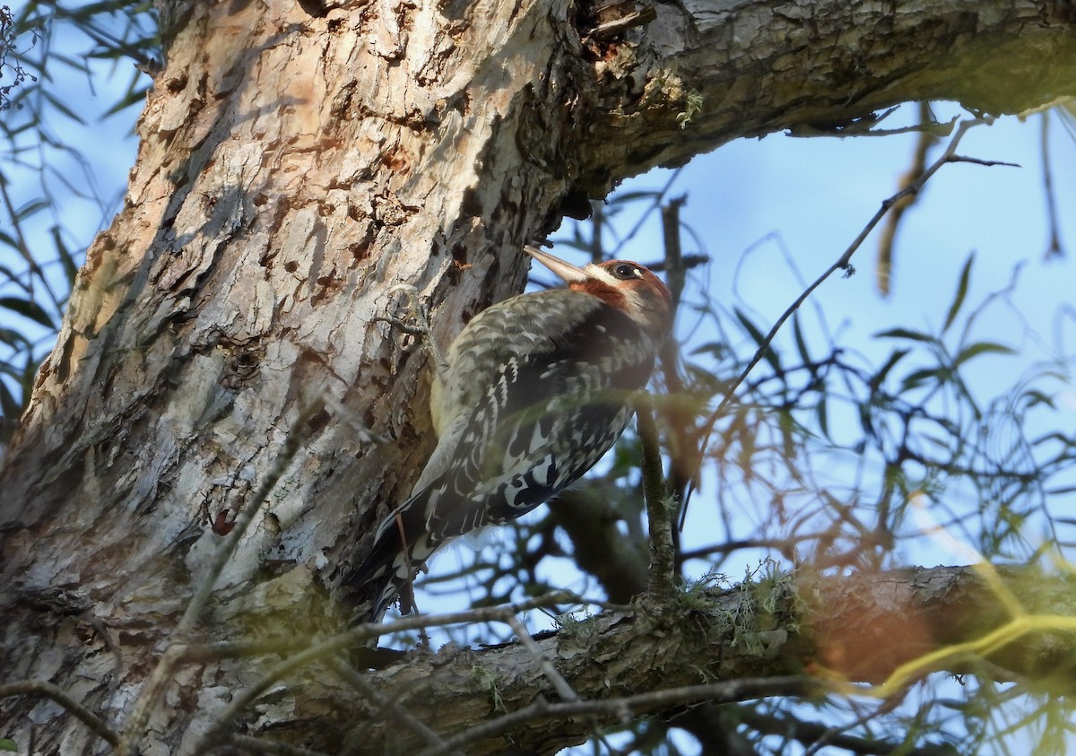 Red-breasted Sapsucker - ML644013358