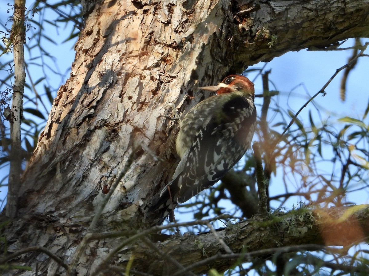 Red-breasted Sapsucker - ML644013359