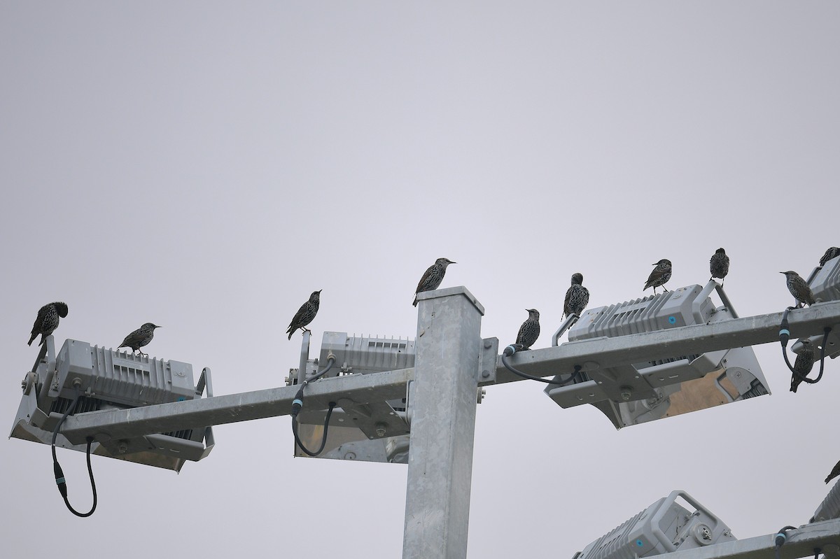 European Starling - ML644013369