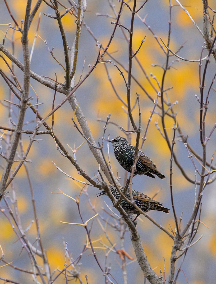 European Starling - ML644013372