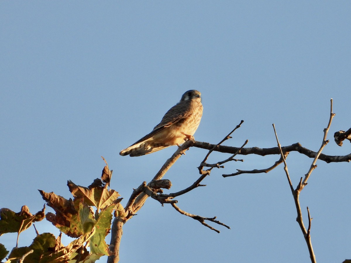 American Kestrel - ML644013375