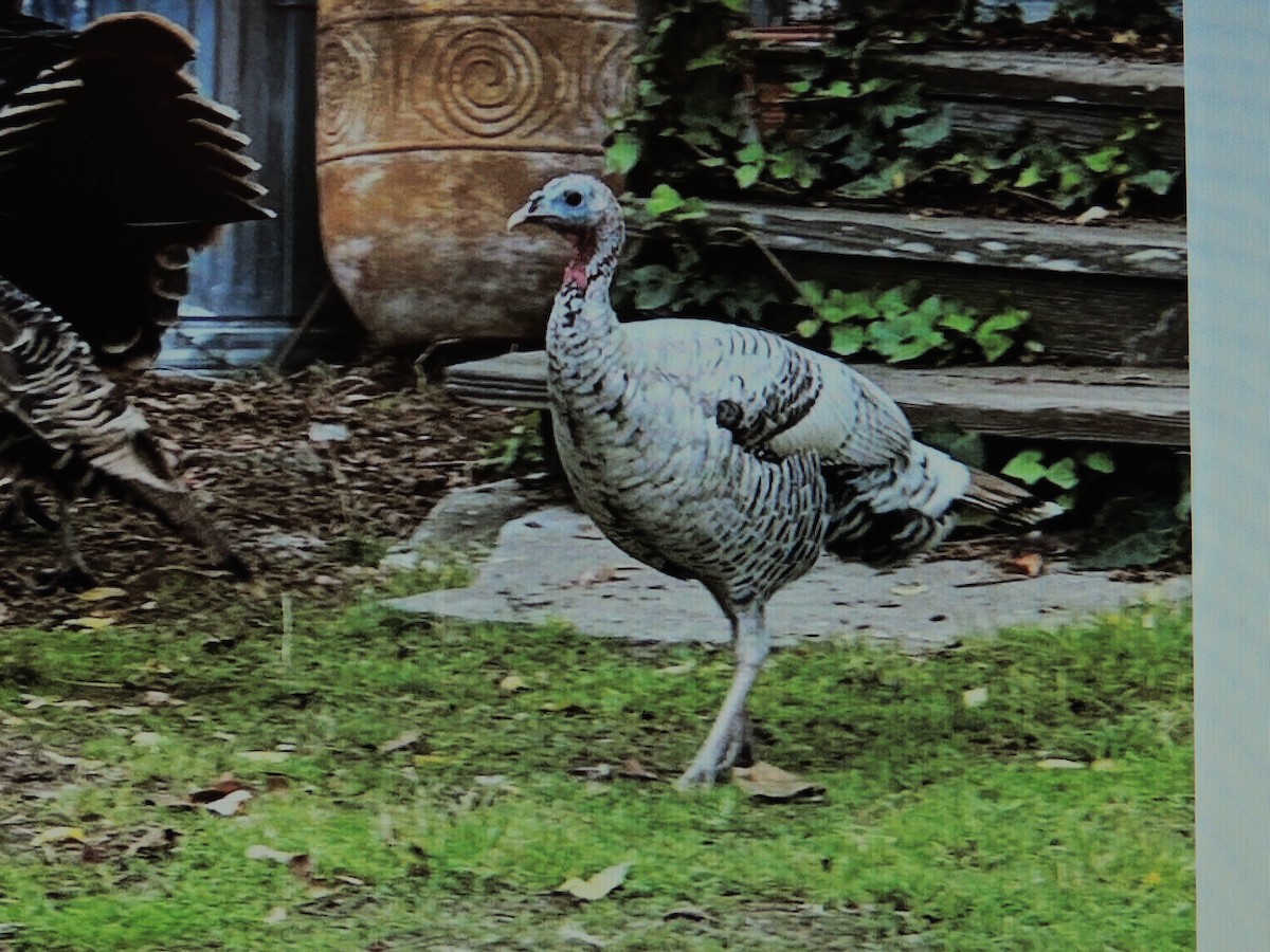 krocan divoký - ML644013389