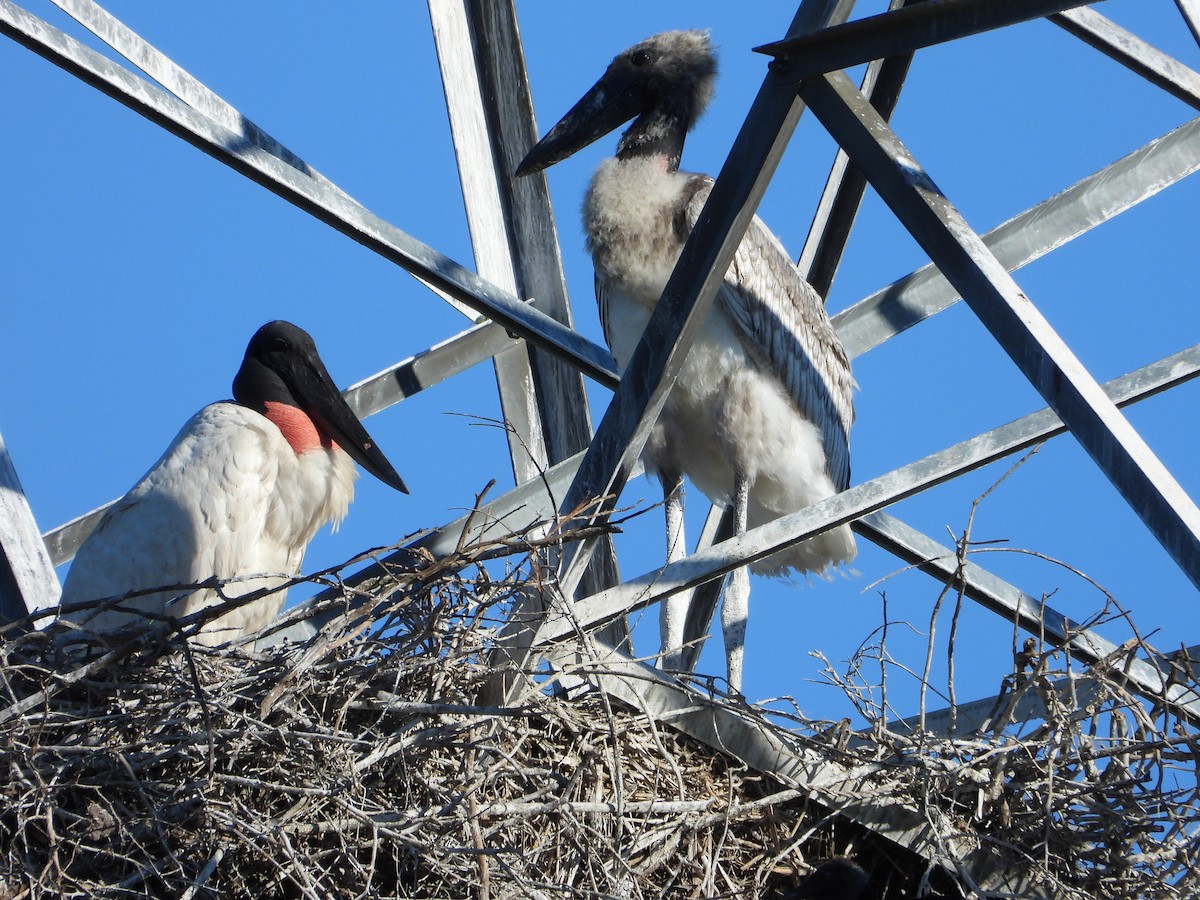 Jabiru - ML644013392