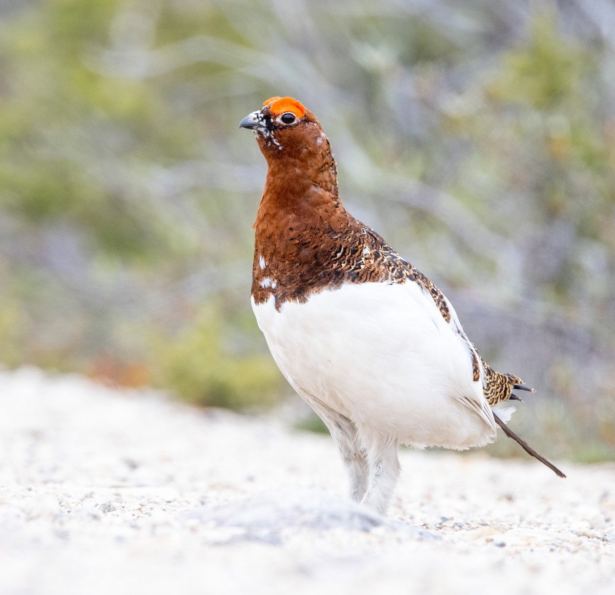Willow Ptarmigan - ML644013393