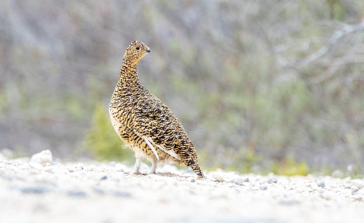 Willow Ptarmigan - ML644013394