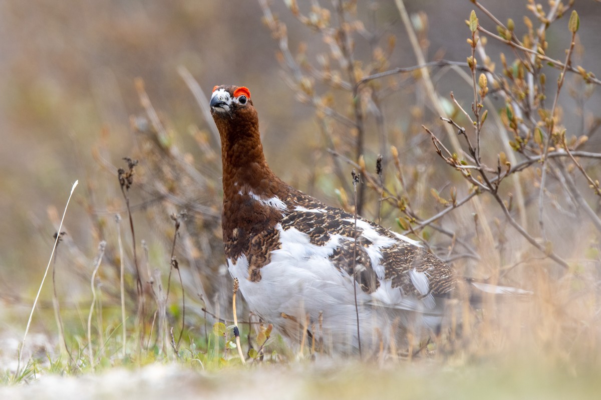 Willow Ptarmigan - ML644013395