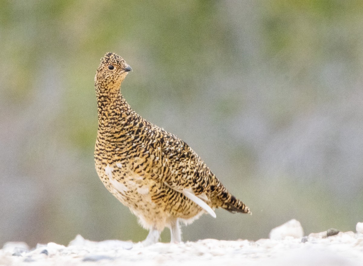 Willow Ptarmigan - ML644013396
