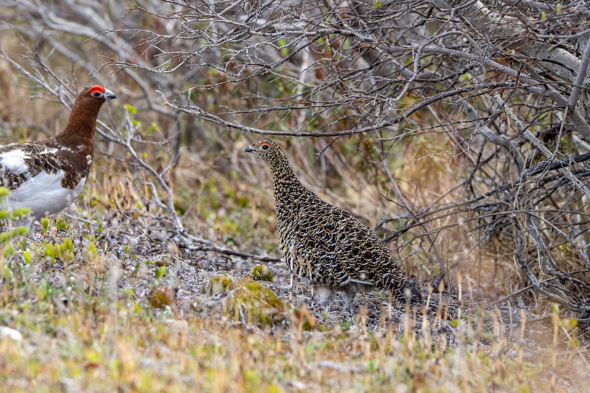 Willow Ptarmigan - ML644013397