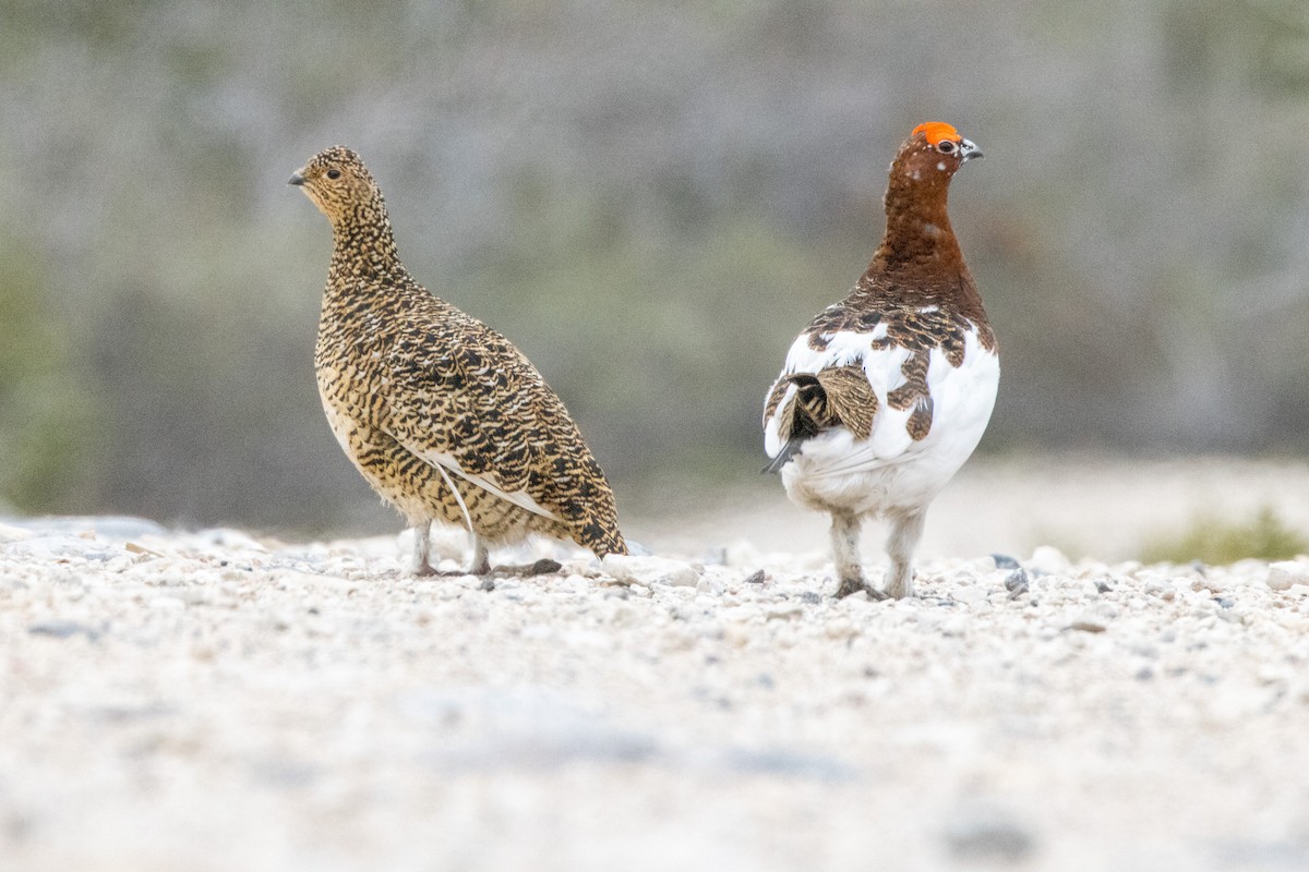 Willow Ptarmigan - ML644013398