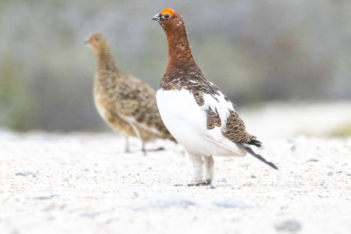 Willow Ptarmigan - ML644013399