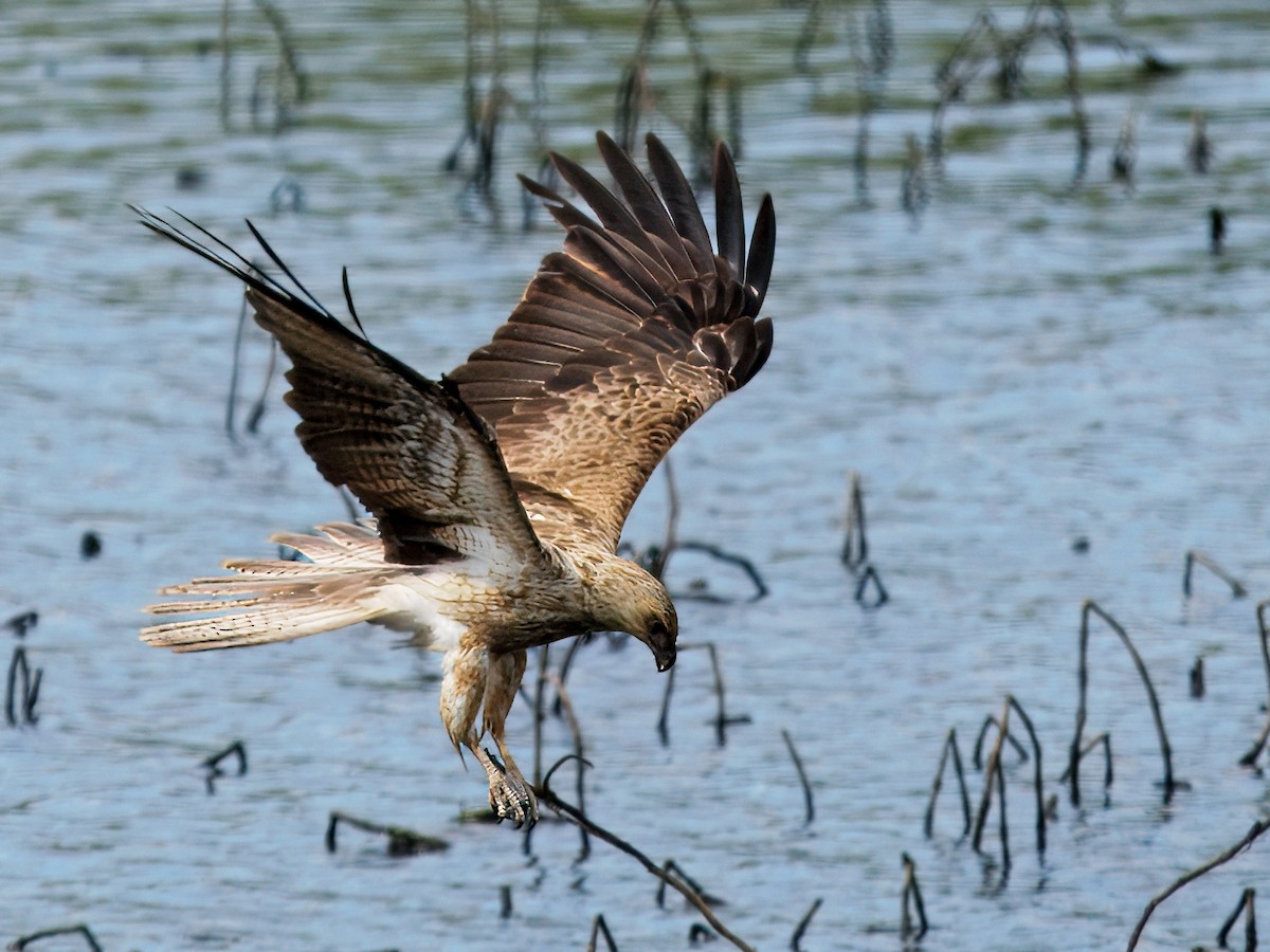 Whistling Kite - ML644013402