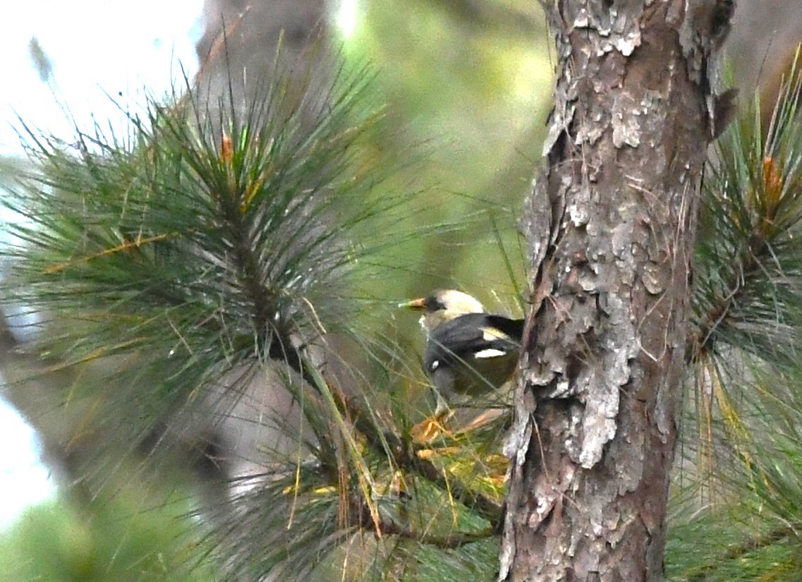 Vinous-breasted Myna - ML644013416