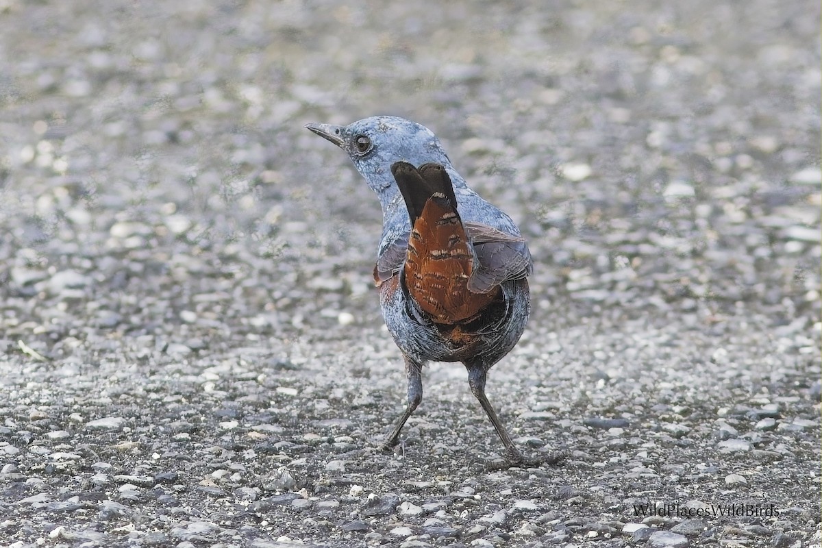 Blue Rock-Thrush - ML644013420