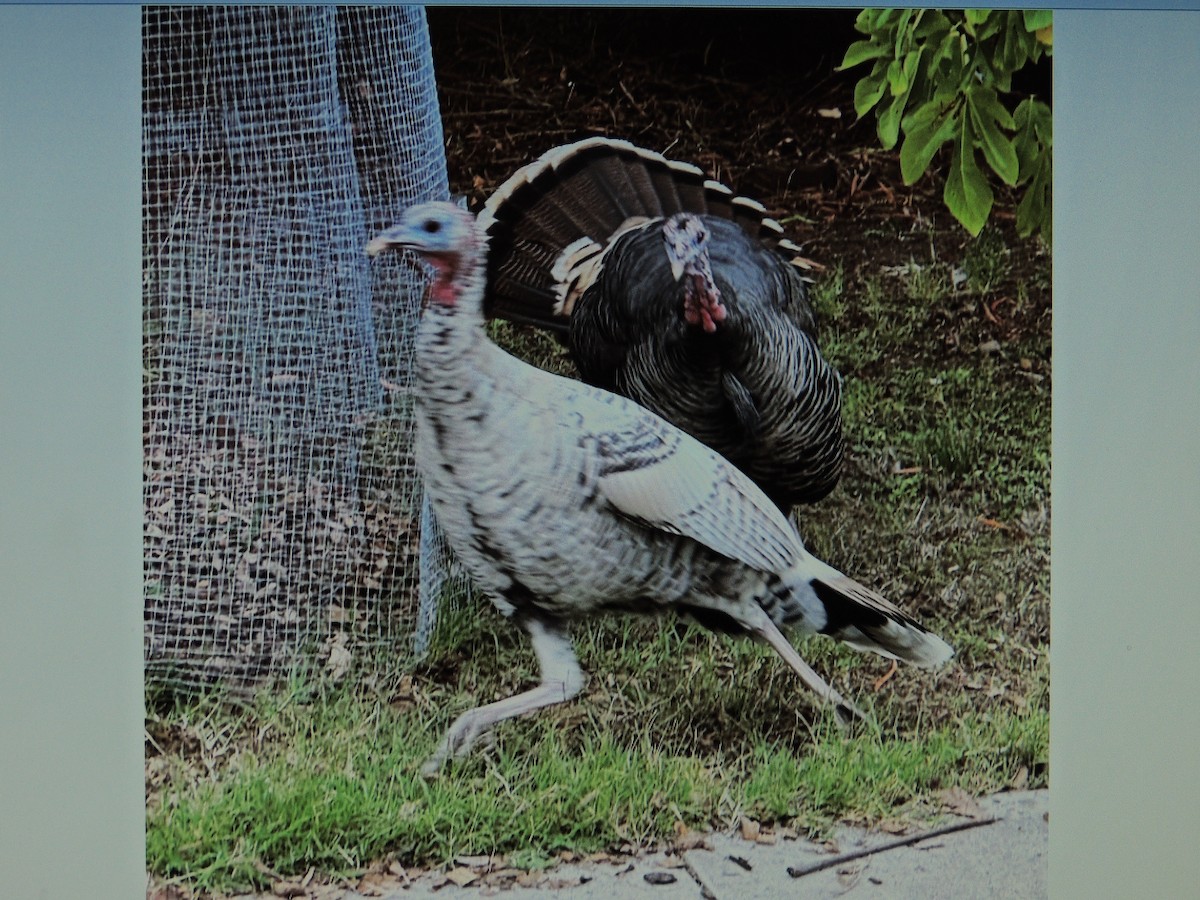 krocan divoký - ML644013421