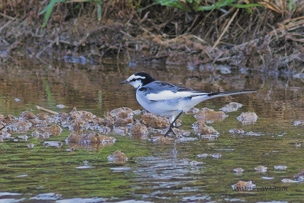 White Wagtail - ML644013424