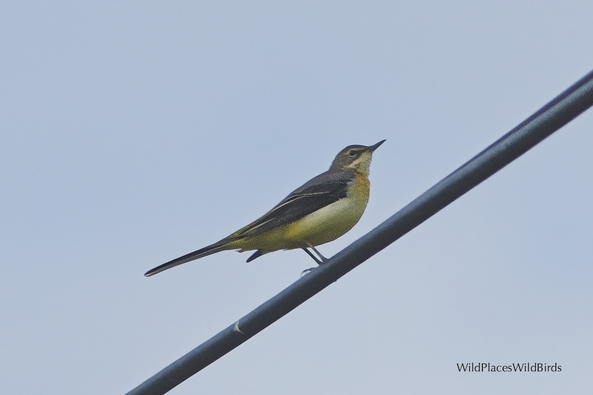 Gray Wagtail - ML644013427