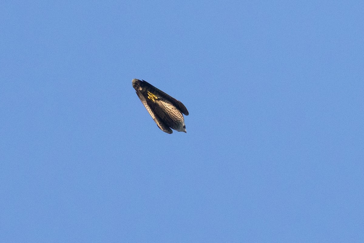 eBird Checklist - 19 Sep 2025 - Sunset Beach - 73 species (+6 other taxa)