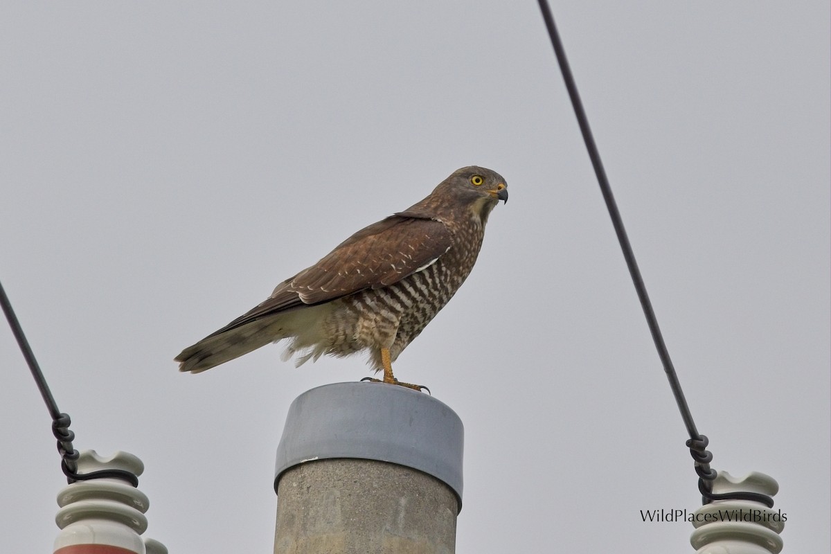 Gray-faced Buzzard - ML644013451