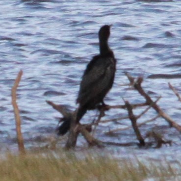 kormorán dlouhoocasý - ML644013459