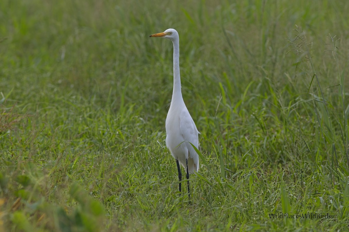 Medium Egret - ML644013462