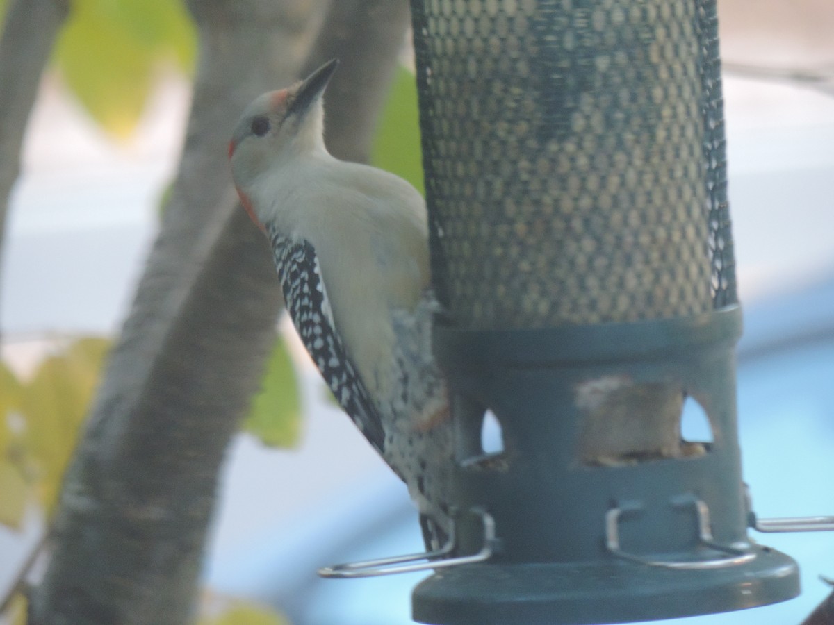 Red-bellied Woodpecker - ML644013466