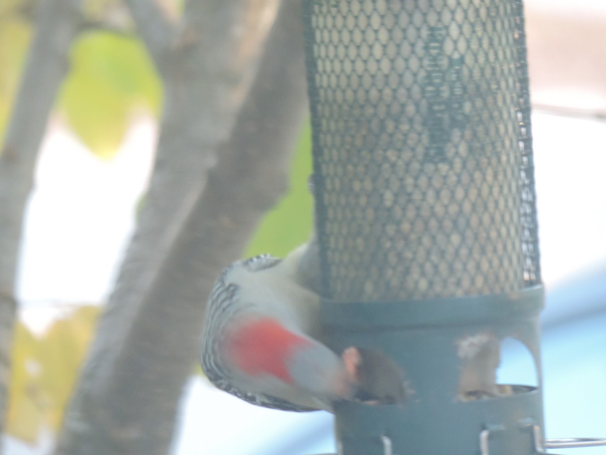 Red-bellied Woodpecker - ML644013467