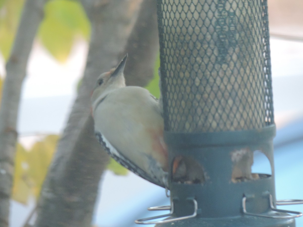 Red-bellied Woodpecker - ML644013468