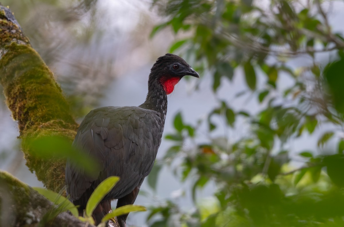 guan chocholatý - ML644013469