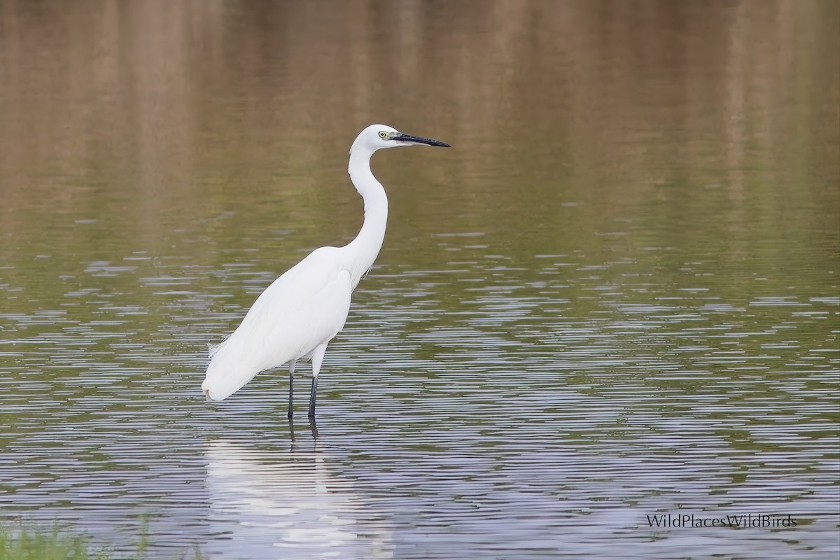 Little Egret - ML644013472