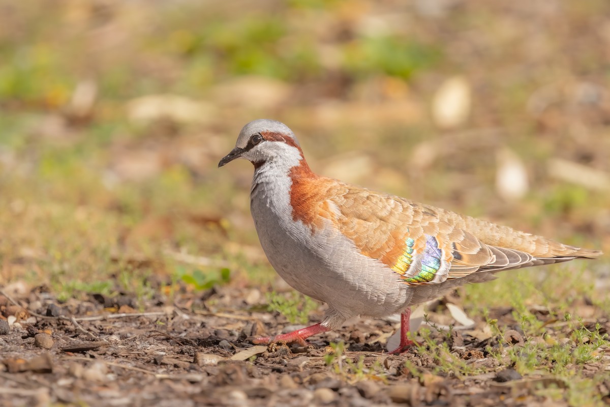 holub pestrokřídlý - ML644013478