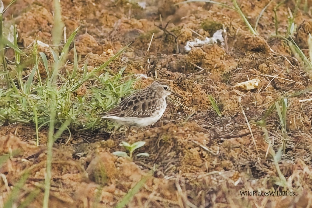 Long-toed Stint - ML644013492